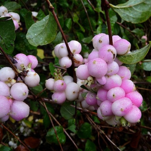 Symphoricarpos × doorenbosii 'Mother of Pearl' - Lumimari 'Mother of Pearl' C2/2L